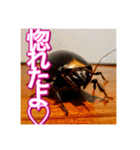 【告白をする♡】〜リアルゴキブリ〜（個別スタンプ：26）