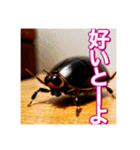 【告白をする♡】〜リアルゴキブリ〜（個別スタンプ：28）