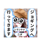 元気全開シランケドちゃん（個別スタンプ：3）
