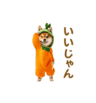 踊る！コスプレ犬（個別スタンプ：1）