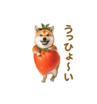 踊る！コスプレ犬（個別スタンプ：19）