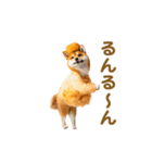 踊る！コスプレ犬（個別スタンプ：20）