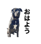 愛犬のBOSS（個別スタンプ：1）