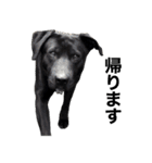 愛犬のBOSS（個別スタンプ：4）