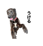 愛犬のBOSS（個別スタンプ：5）