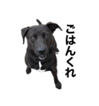 愛犬のBOSS（個別スタンプ：8）