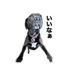 愛犬のBOSS（個別スタンプ：9）