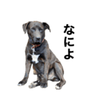 愛犬のBOSS（個別スタンプ：10）