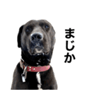 愛犬のBOSS（個別スタンプ：11）