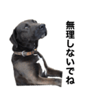 愛犬のBOSS（個別スタンプ：12）