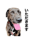 愛犬のBOSS（個別スタンプ：13）