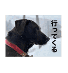 愛犬のBOSS（個別スタンプ：14）