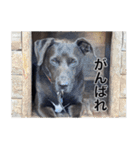 愛犬のBOSS（個別スタンプ：15）