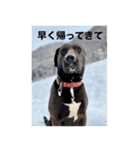 愛犬のBOSS（個別スタンプ：16）