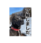 愛犬のBOSS（個別スタンプ：17）