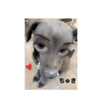 愛犬のBOSS（個別スタンプ：18）