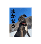 愛犬のBOSS（個別スタンプ：19）
