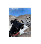 愛犬のBOSS（個別スタンプ：20）