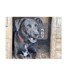 愛犬のBOSS（個別スタンプ：21）