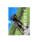 愛犬のBOSS（個別スタンプ：22）