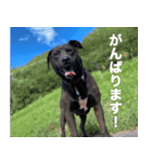 愛犬のBOSS（個別スタンプ：23）