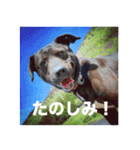 愛犬のBOSS（個別スタンプ：24）