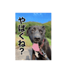 愛犬のBOSS（個別スタンプ：25）