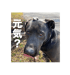 愛犬のBOSS（個別スタンプ：26）
