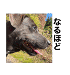 愛犬のBOSS（個別スタンプ：27）