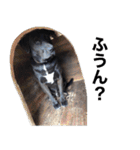 愛犬のBOSS（個別スタンプ：28）