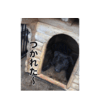 愛犬のBOSS（個別スタンプ：29）