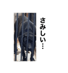 愛犬のBOSS（個別スタンプ：30）