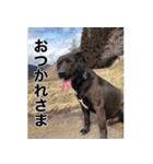 愛犬のBOSS（個別スタンプ：31）
