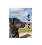 愛犬のBOSS（個別スタンプ：32）