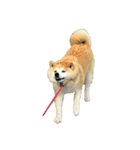 柴犬はなちゃん16歳記念スタンプ（個別スタンプ：1）