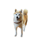 柴犬はなちゃん16歳記念スタンプ（個別スタンプ：2）