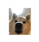柴犬はなちゃん16歳記念スタンプ（個別スタンプ：3）