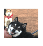 柴犬はなちゃん16歳記念スタンプ（個別スタンプ：5）