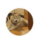 柴犬はなちゃん16歳記念スタンプ（個別スタンプ：6）