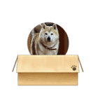 柴犬はなちゃん16歳記念スタンプ（個別スタンプ：8）