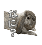 日常使えるうさぎさん改（個別スタンプ：2）