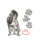 日常使えるうさぎさん改（個別スタンプ：4）