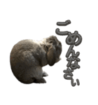 日常使えるうさぎさん改（個別スタンプ：7）
