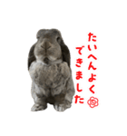 日常使えるうさぎさん改（個別スタンプ：15）