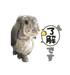 日常使えるうさぎさん改（個別スタンプ：16）