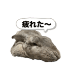 日常使えるうさぎさん改（個別スタンプ：19）