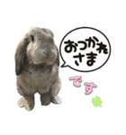 日常使えるうさぎさん改（個別スタンプ：20）