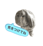 日常使えるうさぎさん改（個別スタンプ：21）