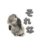 日常使えるうさぎさん改（個別スタンプ：23）