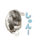 日常使えるうさぎさん改（個別スタンプ：24）